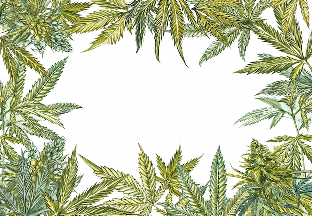 Cannabis leaves frame