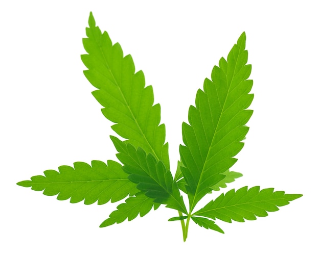 Photo cannabis leaves isolated on white surface