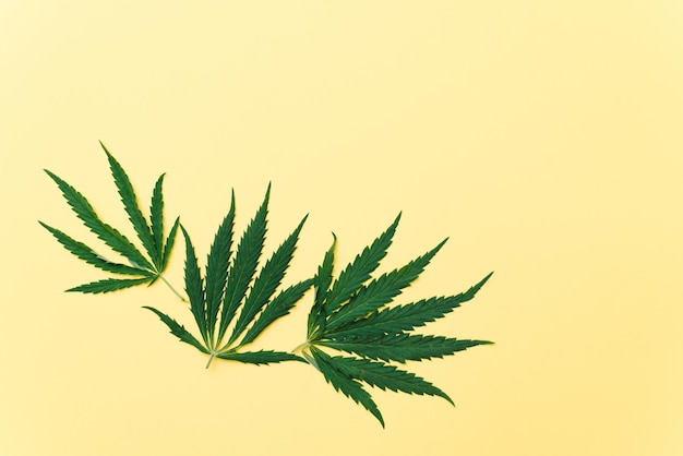 Cannabis leaves on yellow background with copy space Hemp oil concept