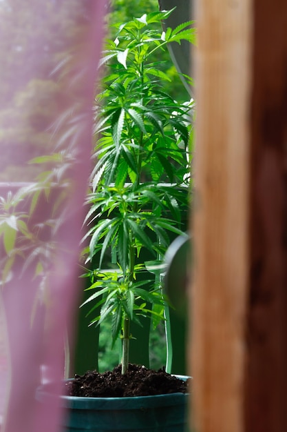 Cannabis marihuana plant on balcony illegal plant