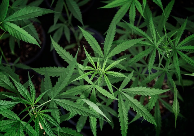 Cannabis marijuana farm from top view in greenhouse