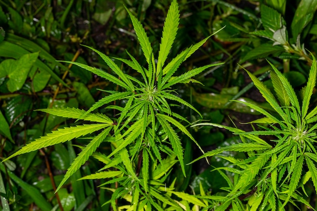 Cannabis plant found in the bush, marijuana.