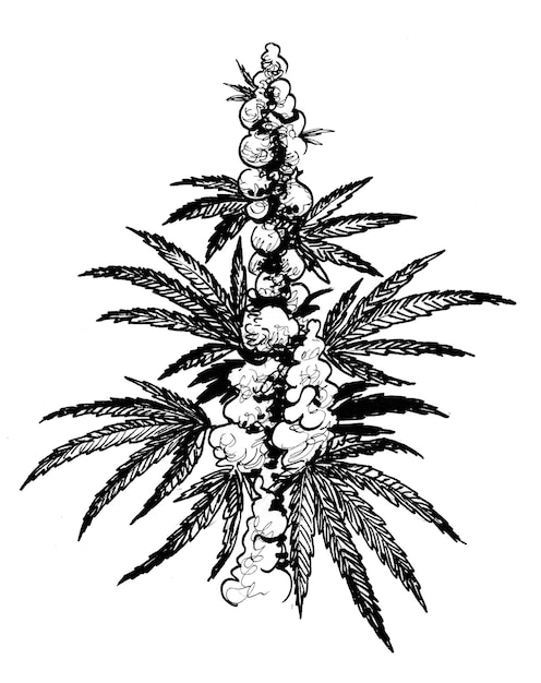 Photo cannabis plant. ink black and white drawing