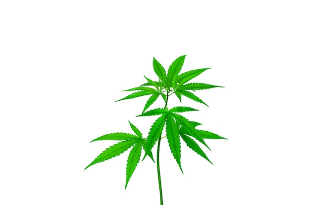 cannabis plant isolated on a black background