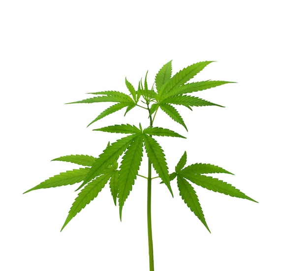 cannabis plant isolated on a black background