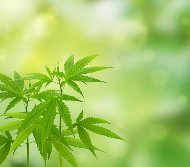 cannabis plant isolated on blurred green background