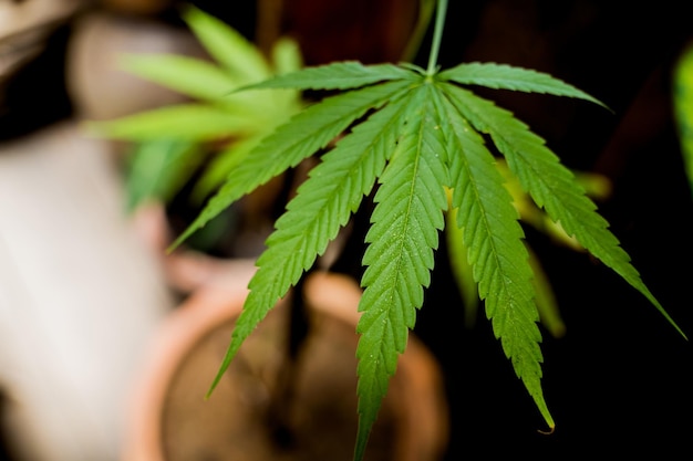 Cannabis plant leaves on dark color background