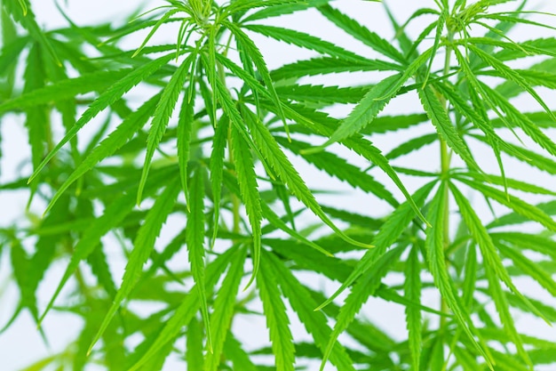 Cannabis plant on a white background,Young healthy cannabis plant isolated on white background.