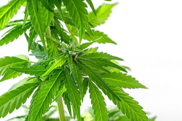 cannabis plant on white background