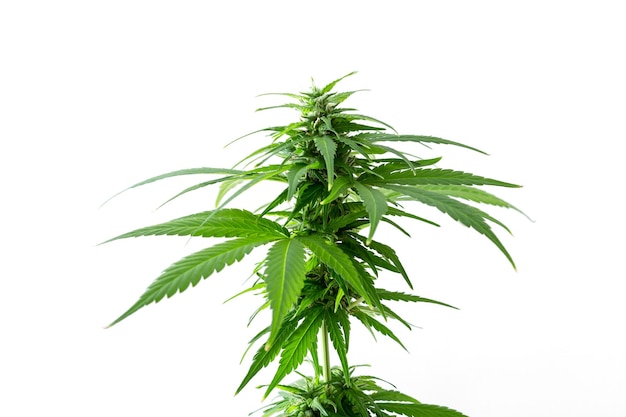 cannabis plant on white background