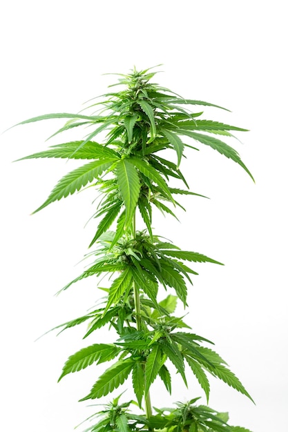 cannabis plant on white background