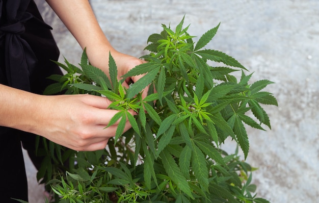 Cannabis plant. Woman hands fixing cannabis plant.