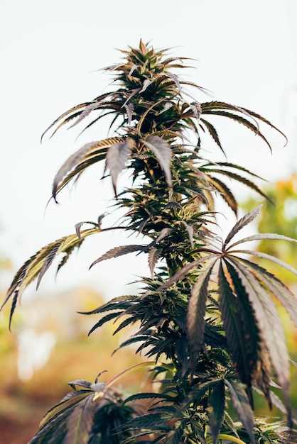 Cannabis plant