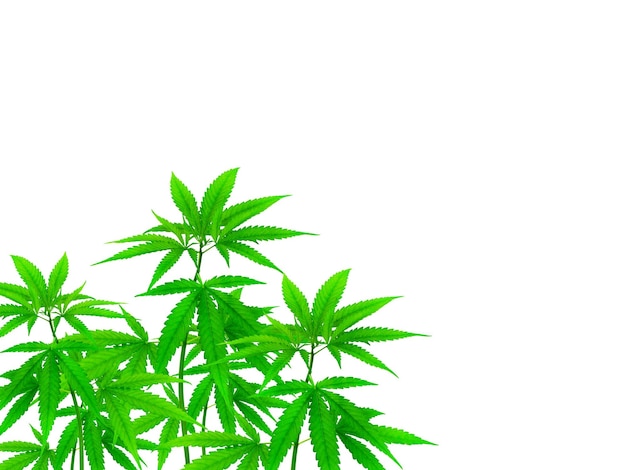 Cannabis plants that can be separated on the white background