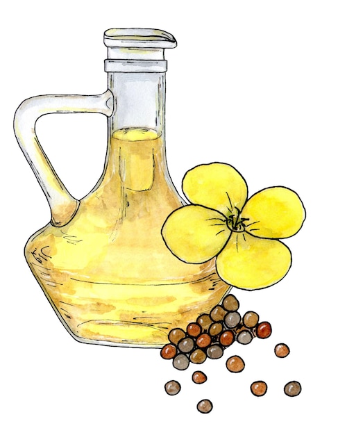 Canola oil flowers and seeds Healthy food diet and cosmetic products Isolated on white background watercolor sketch drawing