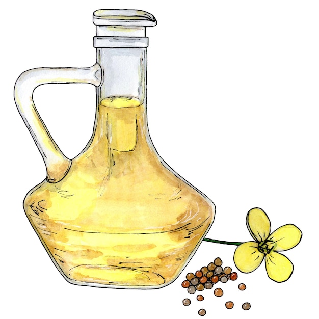 Canola oil flowers and seeds Healthy food diet and cosmetic products Isolated on white background watercolor sketch drawing