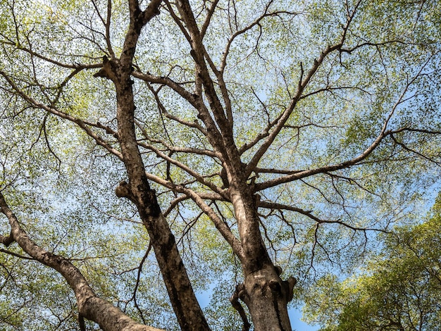 The canopy of the Ivory Coast almond Terminalia ivorensis Chev in the public park of the urban area with the clear blue sky front view with the copy space