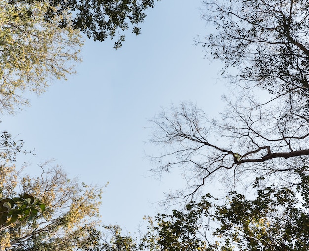 Canopy tree scenes