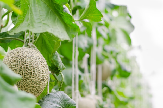 Cantaloup melon growing in greenhouse farm