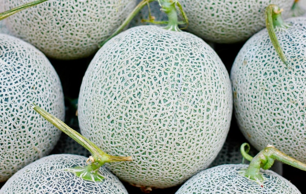 Cantaloupe melon Close up