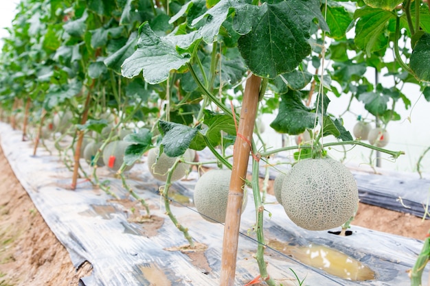 Cantaloupe melons growing in a clean house supported by string melon nets. selective focus