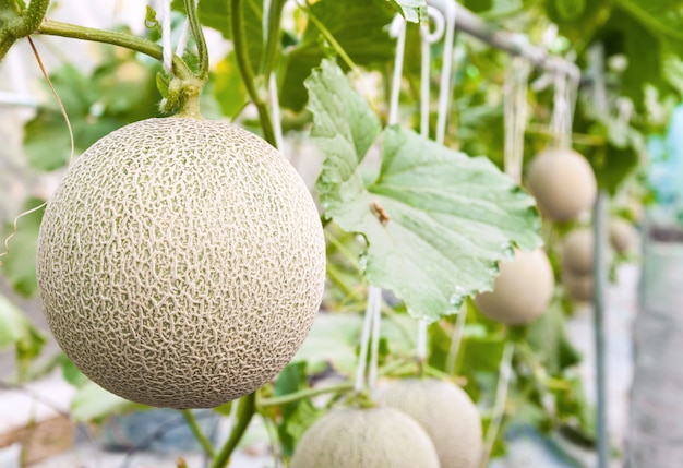 Cantaloupe melons growing in a greenhouse supported by string melon nets (selective focus)