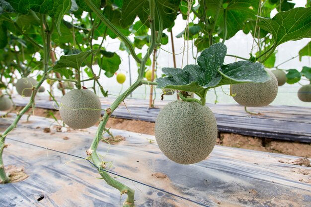 Cantaloupe melons growing in a greenhouse supported by string melon nets. selective focus