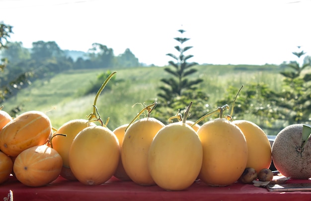 Cantaloupe yellow on the table, the background green trees.