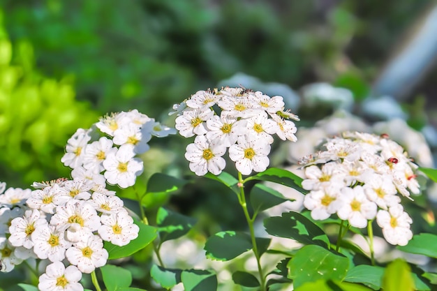 Cantoniensis spirea flower white spirea flower spirea flower background white spirea Cantonese