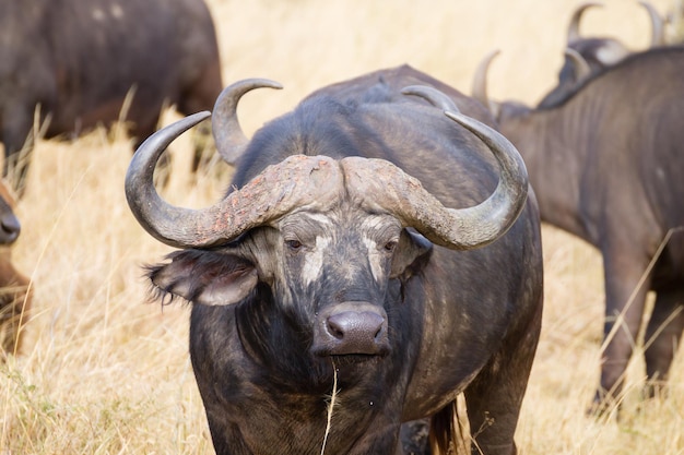 Cape buffalo from Serengeti National Park Tanzania Africa