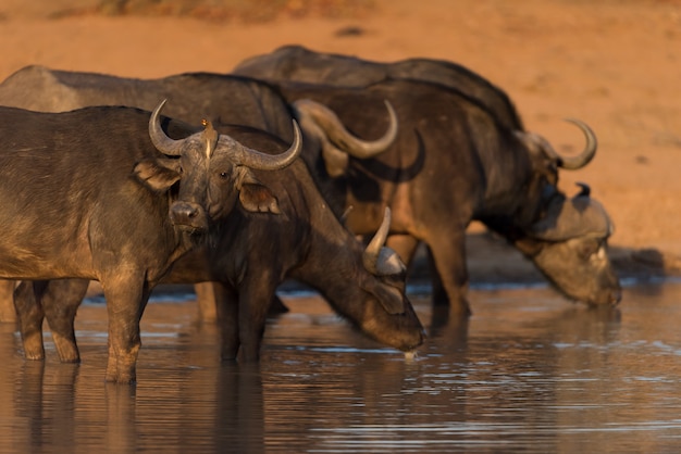 Cape buffalo herd