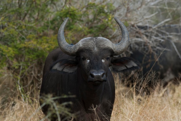 Cape Buffalo mother and calf Kruger National Park South Africa