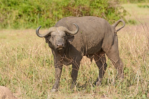 Cape buffalo in the veldt in queen elizabeth national park in uganda