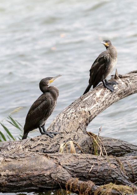 Cape cormorant Phalacrocorax capensis  sits on a branch near a lake on a sunny day