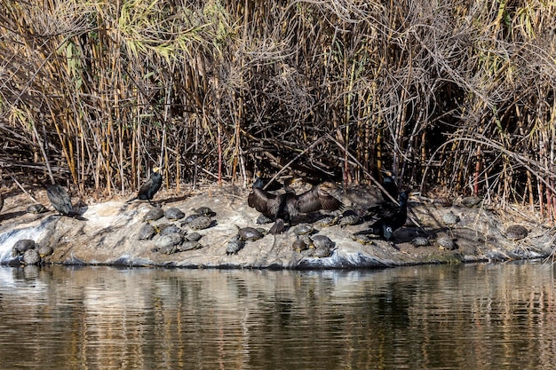 Cape cormorant Phalacrocorax capensis and turtle Trachemys scripta closeup