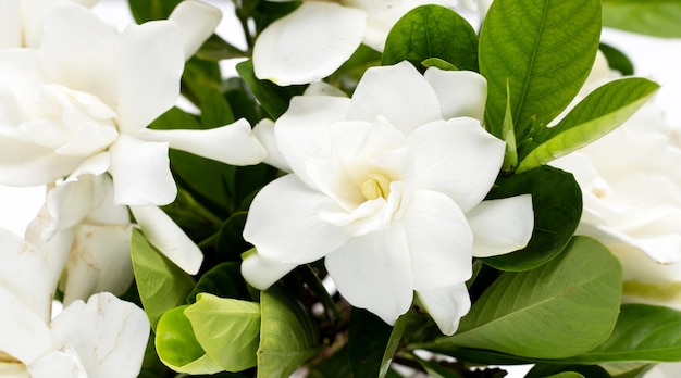 Cape jasmine or garden gardenia gerdenia flower