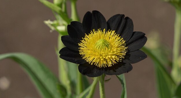 cape marguerite colors isolated osteospermum