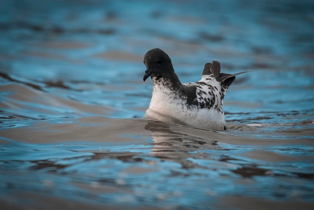 Cape petrel swimming in Antarctic waters