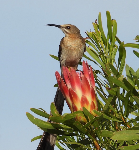 Photo cape sunbird on protea flower