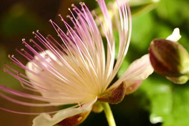 Caper blooming flower macro shot