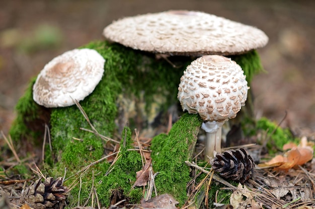 caps of macrolepiota mushrooms near the stump in the autumn forest