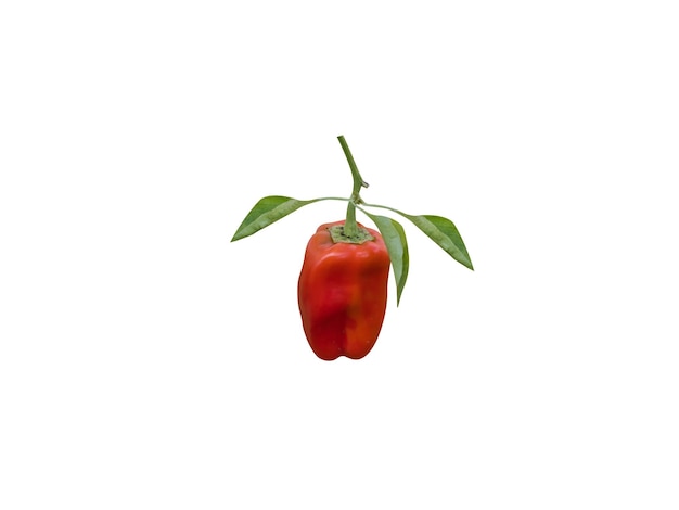 Photo capsicum annuum or chilli on white background