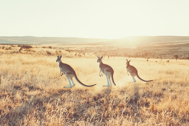 Photo a captivating glimpse of kangaroos bounding through the sunlit australian landscape showcasing natures splendid beauty