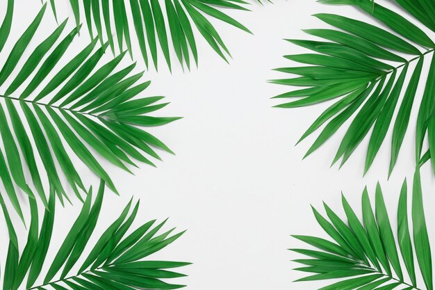 Captivating Palm Leaf Background with Beautiful White Paper