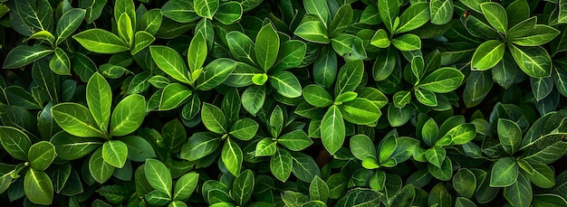 A captivating topdown view of vibrant green laurel leaves on a boxwood hedge A picturesque scene of