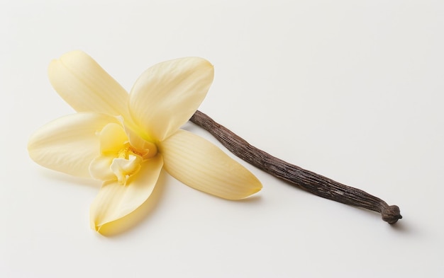 Capturing the Essence A Singular Vanilla Flower in Focus isolated on transparent Background