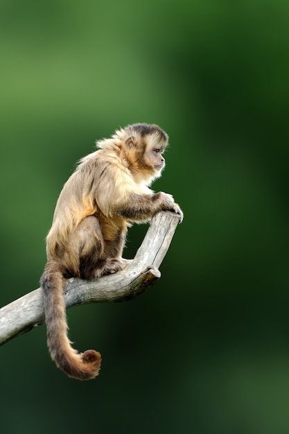 Capuchin, monkey sitting on the tree branch in the dark tropic forest. Capucinus in green tropic vegetation. Animal in the nature habitat