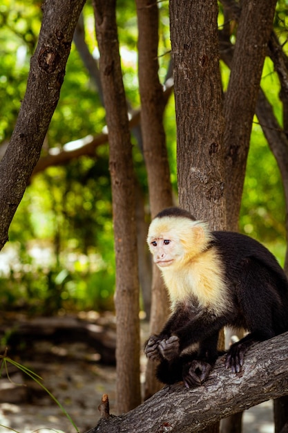 Capuchin Monkey Whitefaced Cebus capucinas