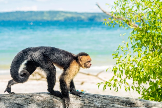 Capuchin Monkey Whitefaced Cebus capucinas