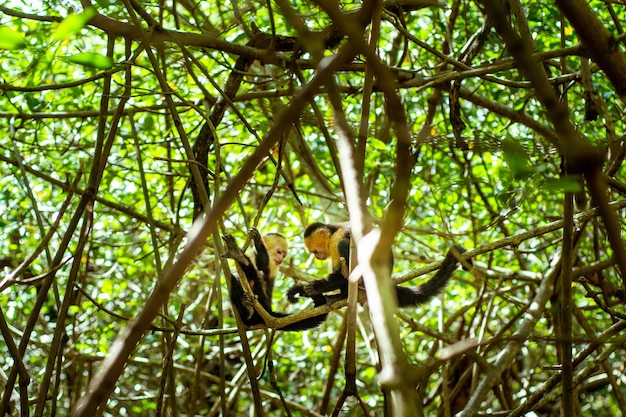 Photo capuchin monkey whitefaced cebus capucinas